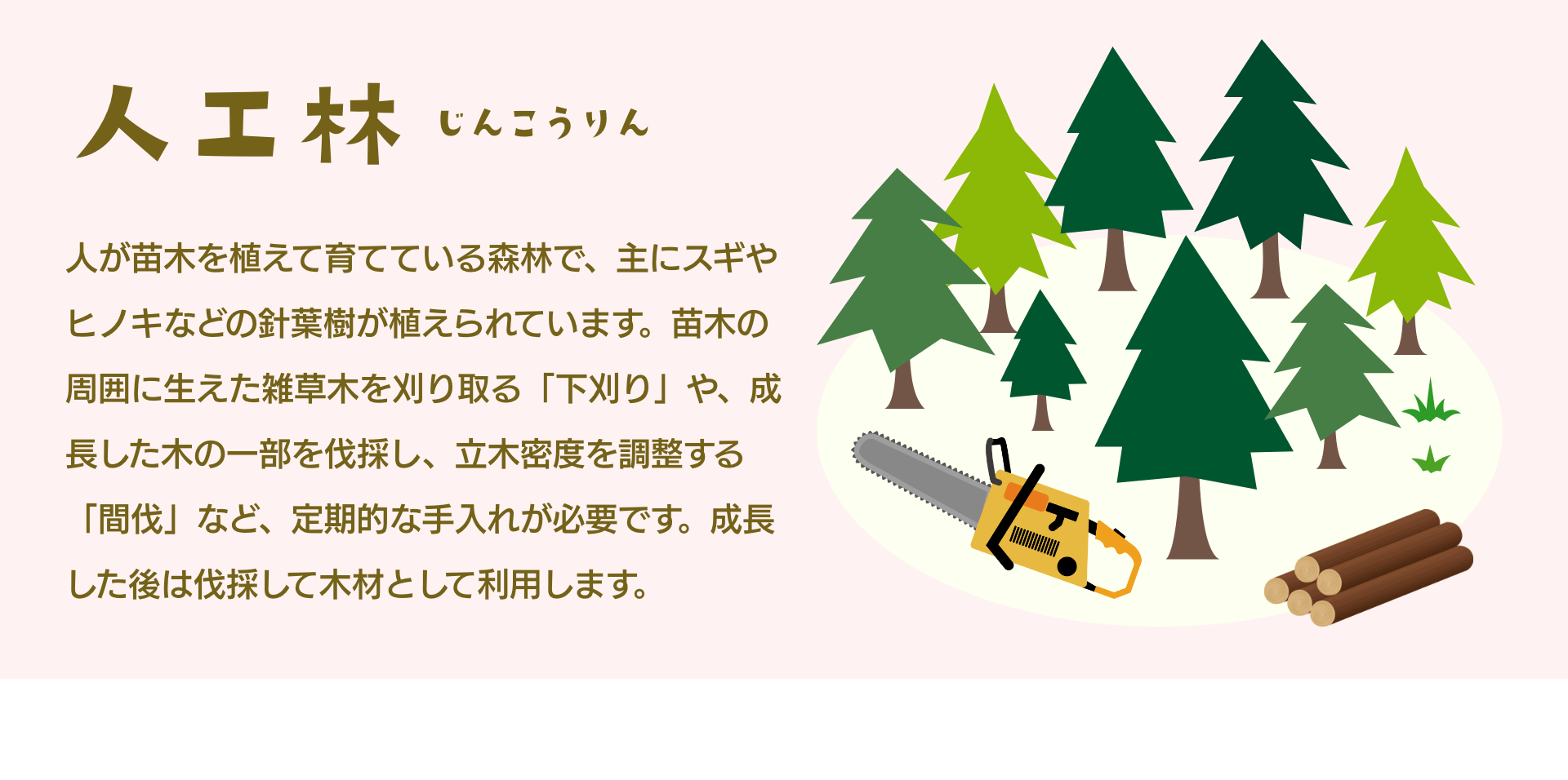 人工林じんこうりん　人が苗木を植えて育てている森林で、主にスギやヒノキなどの針葉樹が植えられています。苗木の周囲に生えた雑草木を刈り取る「下刈り」や、成長した木の一部を伐採し、立木密度を調整する「間伐」など、定期的な手入れが必要です。成長した後は伐採して木材として利用します。