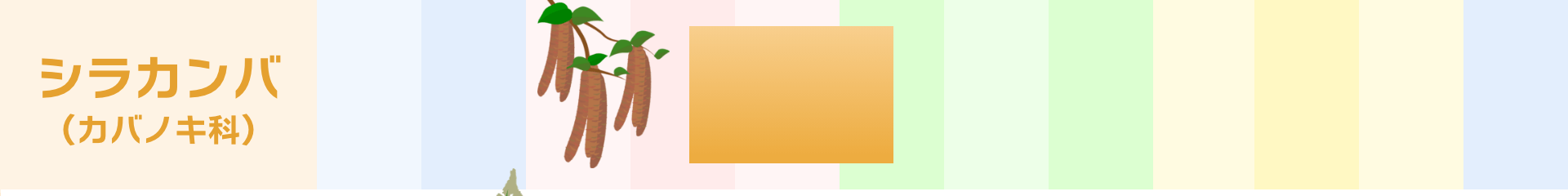 シラカンバ（カバノキ科）：4月～6月