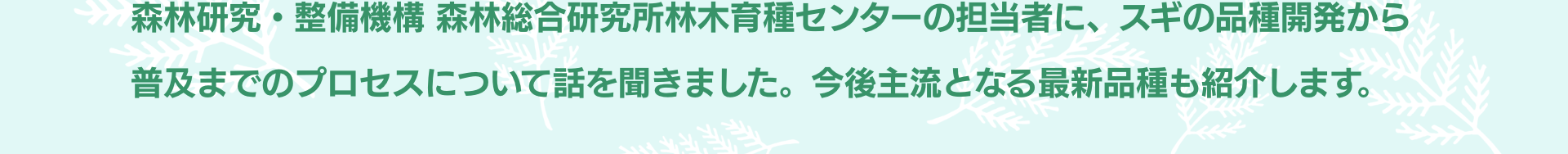 森林研究・整備機構 森林総合研究所林木育種センターの担当者に、スギの品種開発から普及までのプロセスについて話を聞きました。今後主流となる最新品種も紹介します。