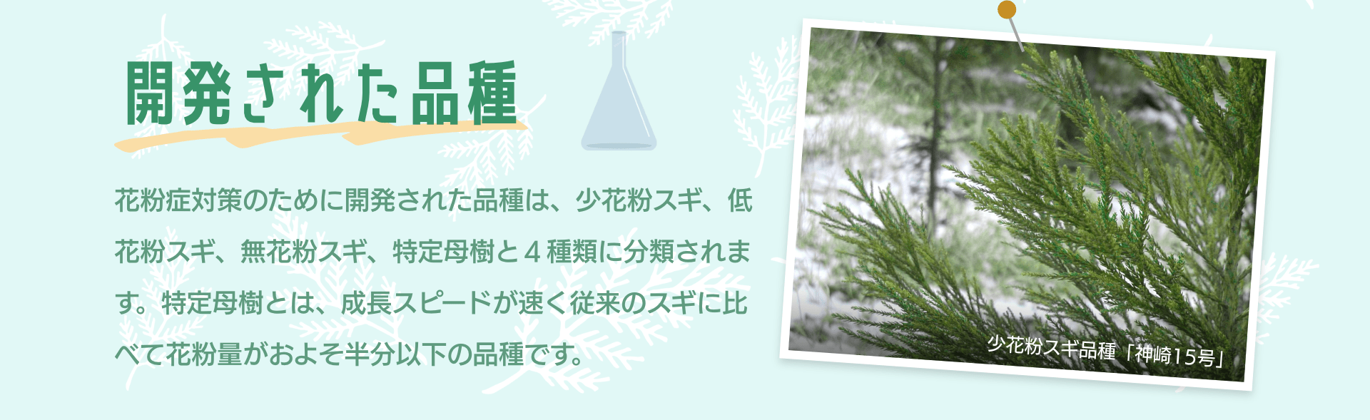 開発された品種　花粉症対策のために開発された品種は、少花粉スギ、低花粉スギ、無花粉スギ、特定母樹と４種類に分類されます。特定母樹とは、成長スピードが速く従来のスギに比べて花粉量がおよそ半分以下の品種です。　少花粉スギ品種「神崎15号」