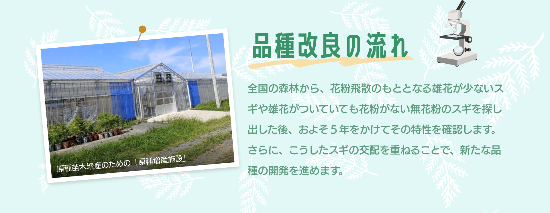 品種改良の流れ　全国の森林から、花粉飛散のもととなる雄花が少ないスギや雄花がついていても花粉がない無花粉のスギを探し出した後、およそ５年をかけてその特性を確認します。さらに、こうしたスギの交配を重ねることで、新たな品種の開発を進めます。　原種苗木増産のための「原種増産施設」