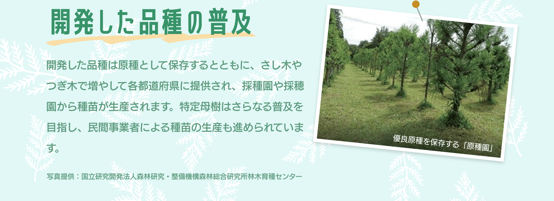 開発した品種の普及　開発した品種は原種として保存するとともに、さし木やつぎ木で増やして各都道府県に提供され、採種園や採穂園から種苗が生産されます。特定母樹はさらなる普及を目指し、民間事業者による種苗の生産も進められています。　優良原種を保存する「原種園」　写真提供：国立研究開発法人森林研究・整備機構森林総合研究所林木育種センター