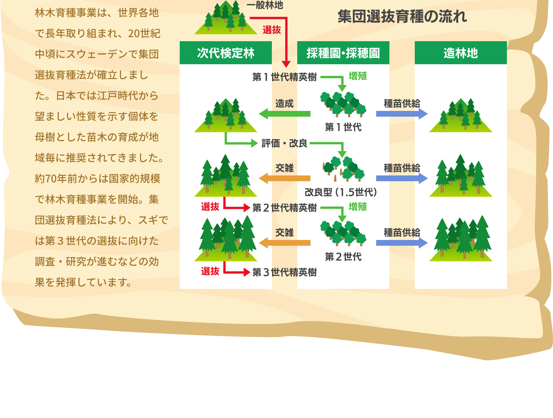 林木育種事業は、世界各地で長年取り組まれ、20世紀中頃にスウェーデンで集団選抜育種法が確立しました。日本では江戸時代から望ましい性質を示す個体を母樹とした苗木の育成が地域毎に推奨されてきました。約70年前からは国家的規模で林木育種事業を開始。集団選抜育種法により、スギでは第３世代の選抜に向けた調査・研究が進むなどの効果を発揮しています。
