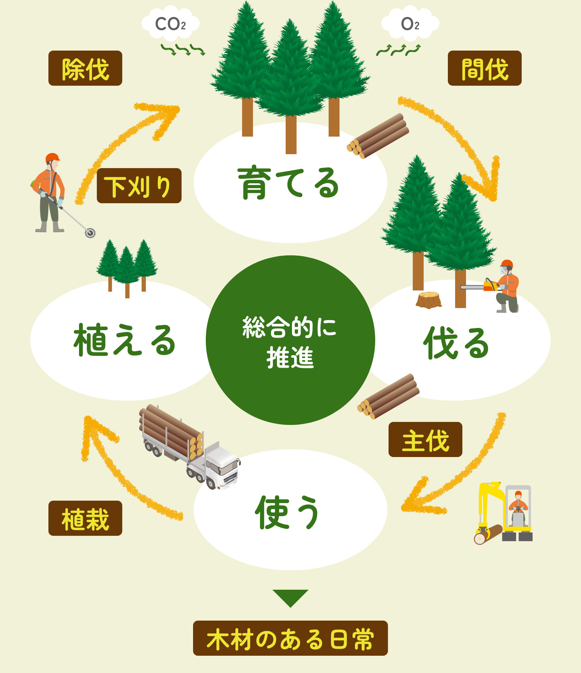 育てる→（間伐）→伐る→（主伐）→使う→（植栽）→植える→（除伐・下刈り）→育てる　総合的に推進　木材のある日常