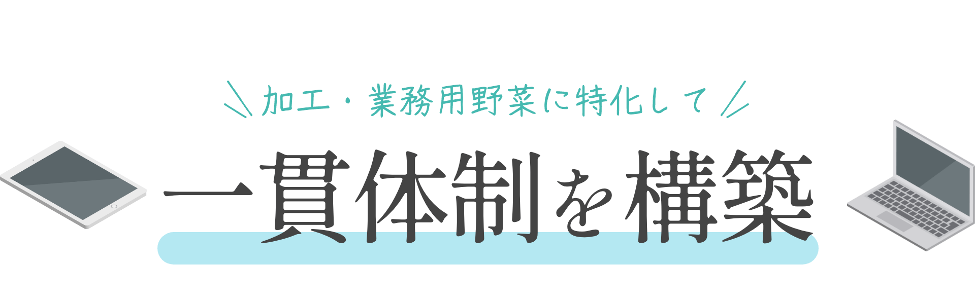 加工・業務用野菜に特化して 一貫体制を構築