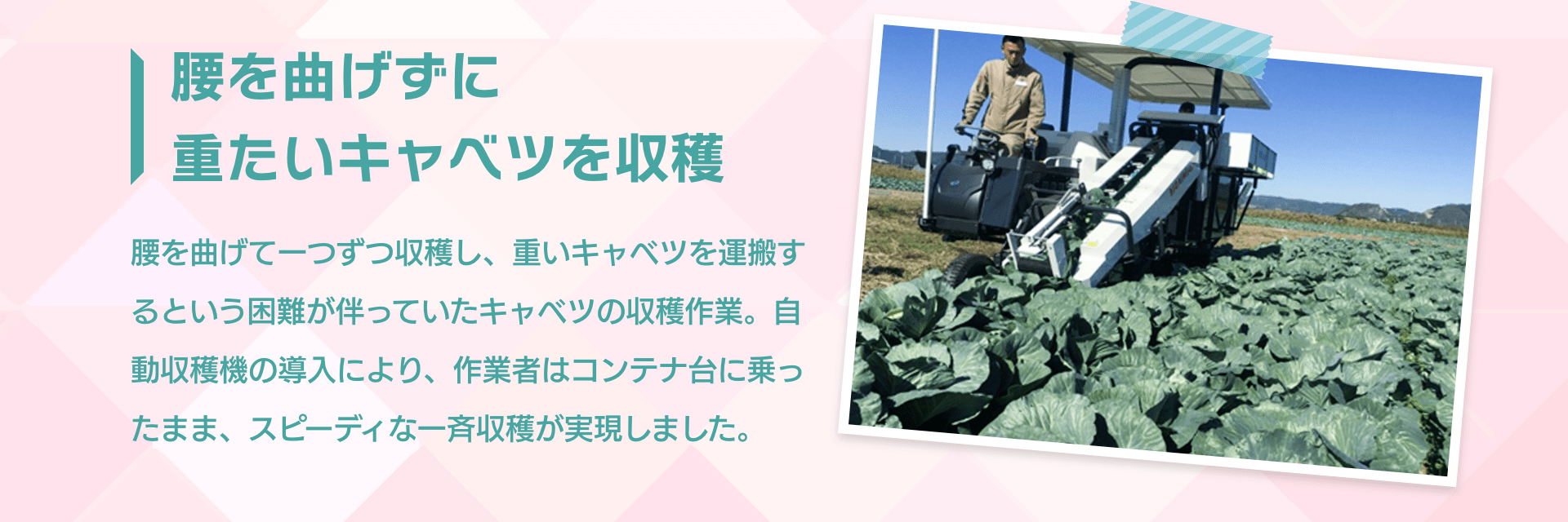 腰を曲げずに重たいキャベツを収穫 腰を曲げて一つずつ収穫し、重いキャベツを運搬するという困難が伴っていたキャベツの収穫作業。自動収穫機の導入により、作業者はコンテナ台に乗ったまま、スピーディな一斉収穫が実現しました。