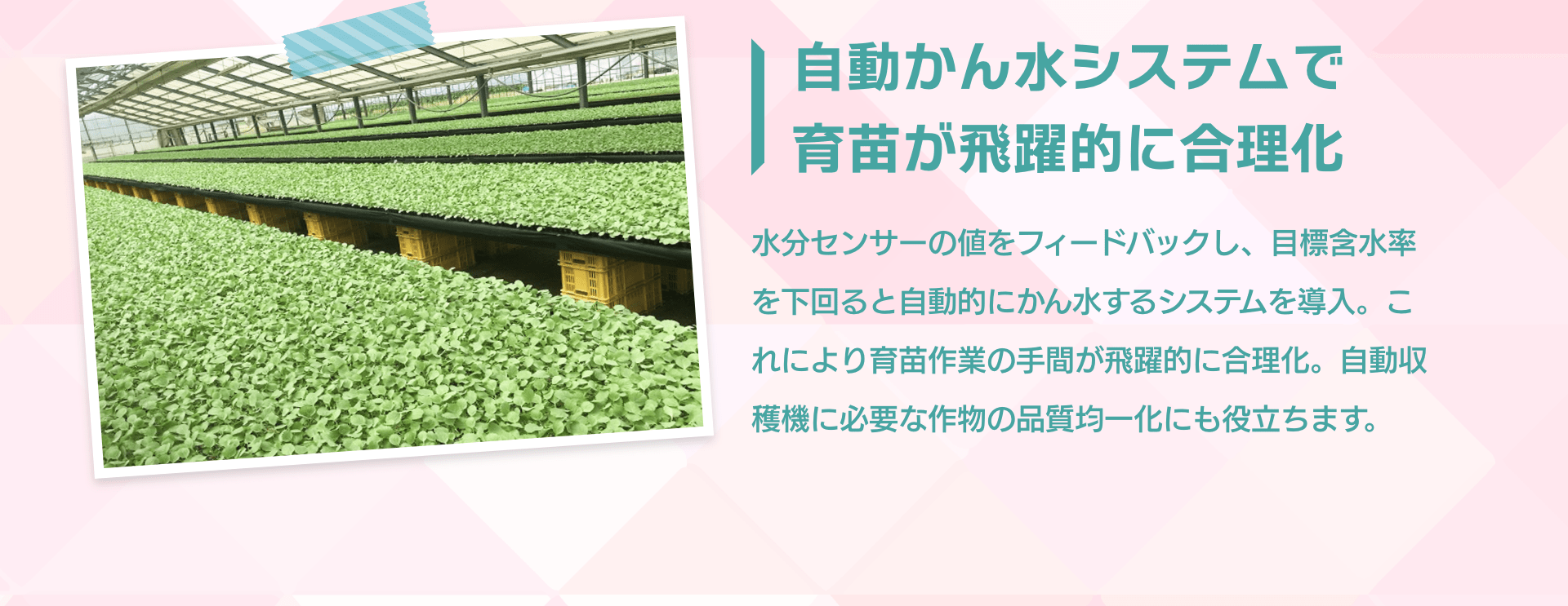 自動かん水システムで育苗が飛躍的に合理化 水分センサーの値をフィードバックし、目標含水率を下回ると自動的にかん水するシステムを導入。これにより育苗作業の手間が飛躍的に合理化。自動収穫機に必要な作物の品質均一化にも役立ちます。