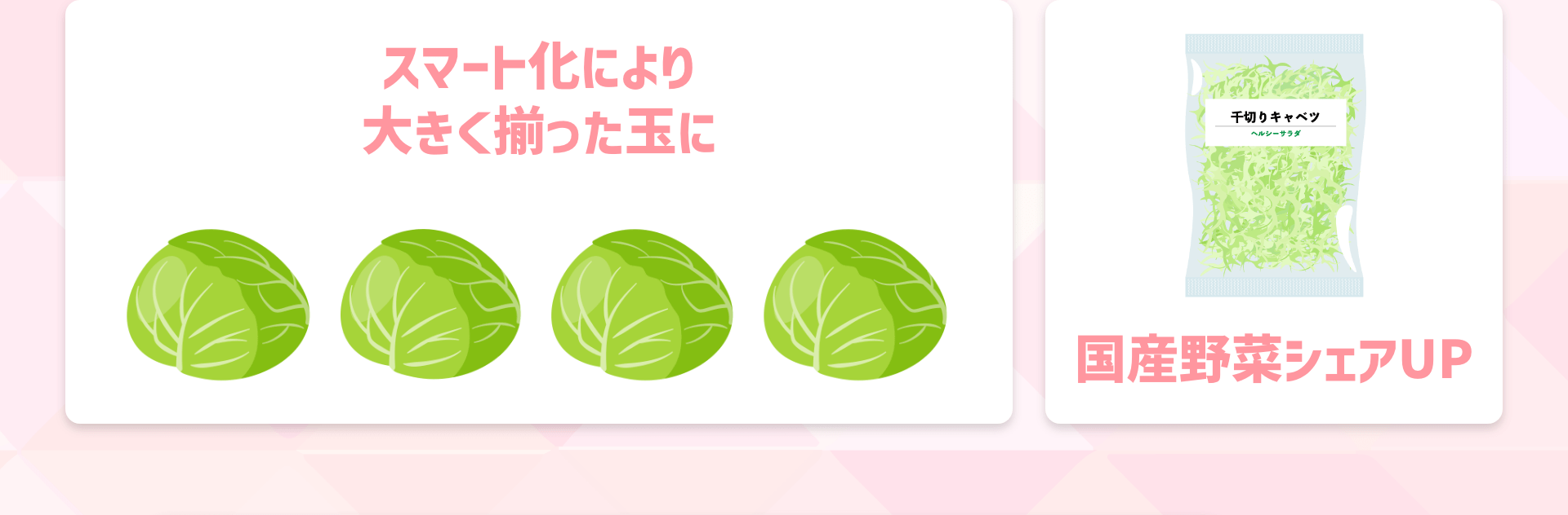スマート化により大きく揃った玉に｜国産野菜シェアUP