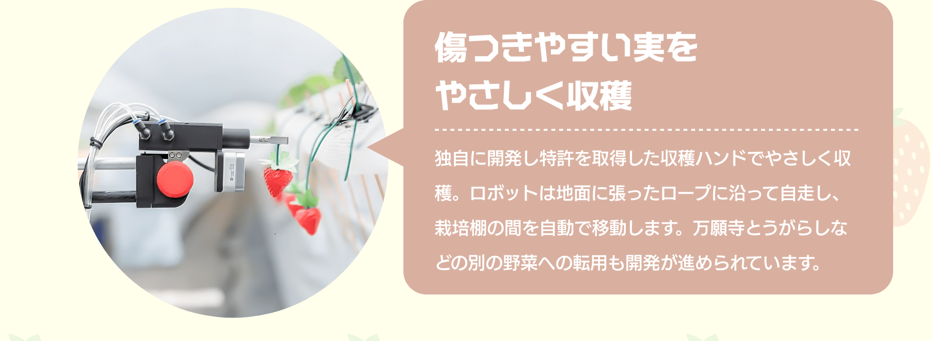 傷つきやすい実をやさしく収穫　独自に開発し特許を取得した収穫ハンドでやさしく収穫。ロボットは地面に張ったロープに沿って自走し、栽培棚の間を自動で移動します。万願寺とうがらしなどの別の野菜への転用も開発が進められています。