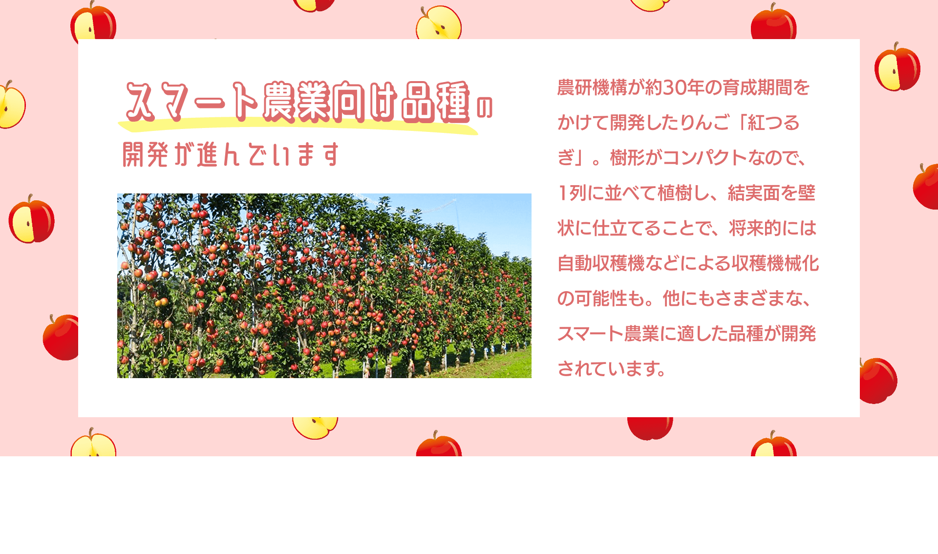 スマート農業向け品種の開発が進んでいます　農研機構が約30年の育成期間をかけて開発したりんご「紅つるぎ」。樹形がコンパクトなので、1列に並べて植樹し、結実面を壁状に仕立てることで、将来的には自動収穫機などによる収穫機械化の可能性も。他にもさまざまな、スマート農業に適した品種が開発されています。