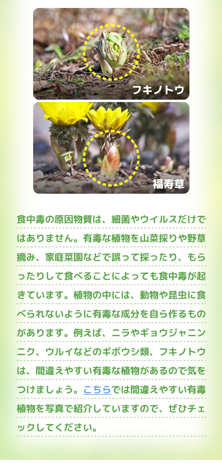 食中毒の原因物質は、細菌やウイルスだけではありません。有毒な植物を山菜採りや野草摘み、家庭菜園などで誤って採ったり、もらったりして食べることによっても食中毒が起きています。植物の中には、動物や昆虫に食べられないように有毒な成分を自ら作るものがあります。例えば、ニラやギョウジャニンニク、ウルイなどのギボウシ類、フキノトウは、間違えやすい有毒な植物があるので気をつけましょう。こちらでは間違えやすい有毒植物を写真で紹介していますので、ぜひチェックしてください。