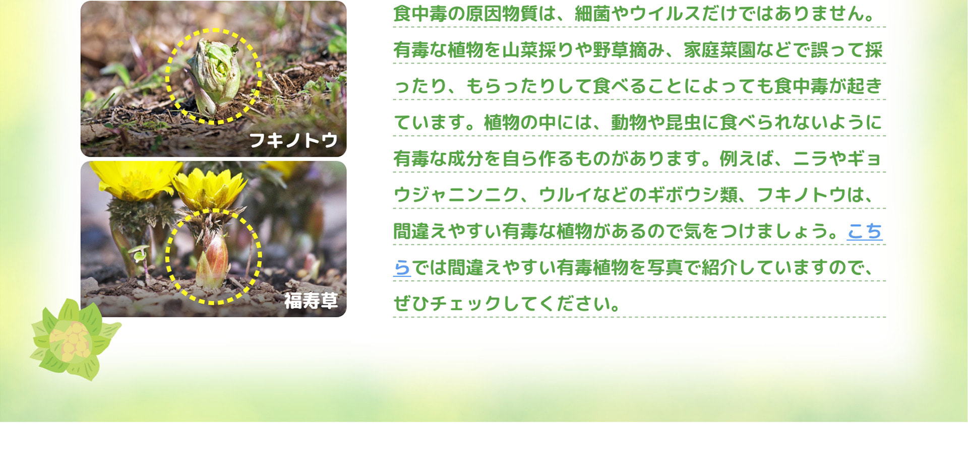 食中毒の原因物質は、細菌やウイルスだけではありません。有毒な植物を山菜採りや野草摘み、家庭菜園などで誤って採ったり、もらったりして食べることによっても食中毒が起きています。植物の中には、動物や昆虫に食べられないように有毒な成分を自ら作るものがあります。例えば、ニラやギョウジャニンニク、ウルイなどのギボウシ類、フキノトウは、間違えやすい有毒な植物があるので気をつけましょう。こちらでは間違えやすい有毒植物を写真で紹介していますので、ぜひチェックしてください。