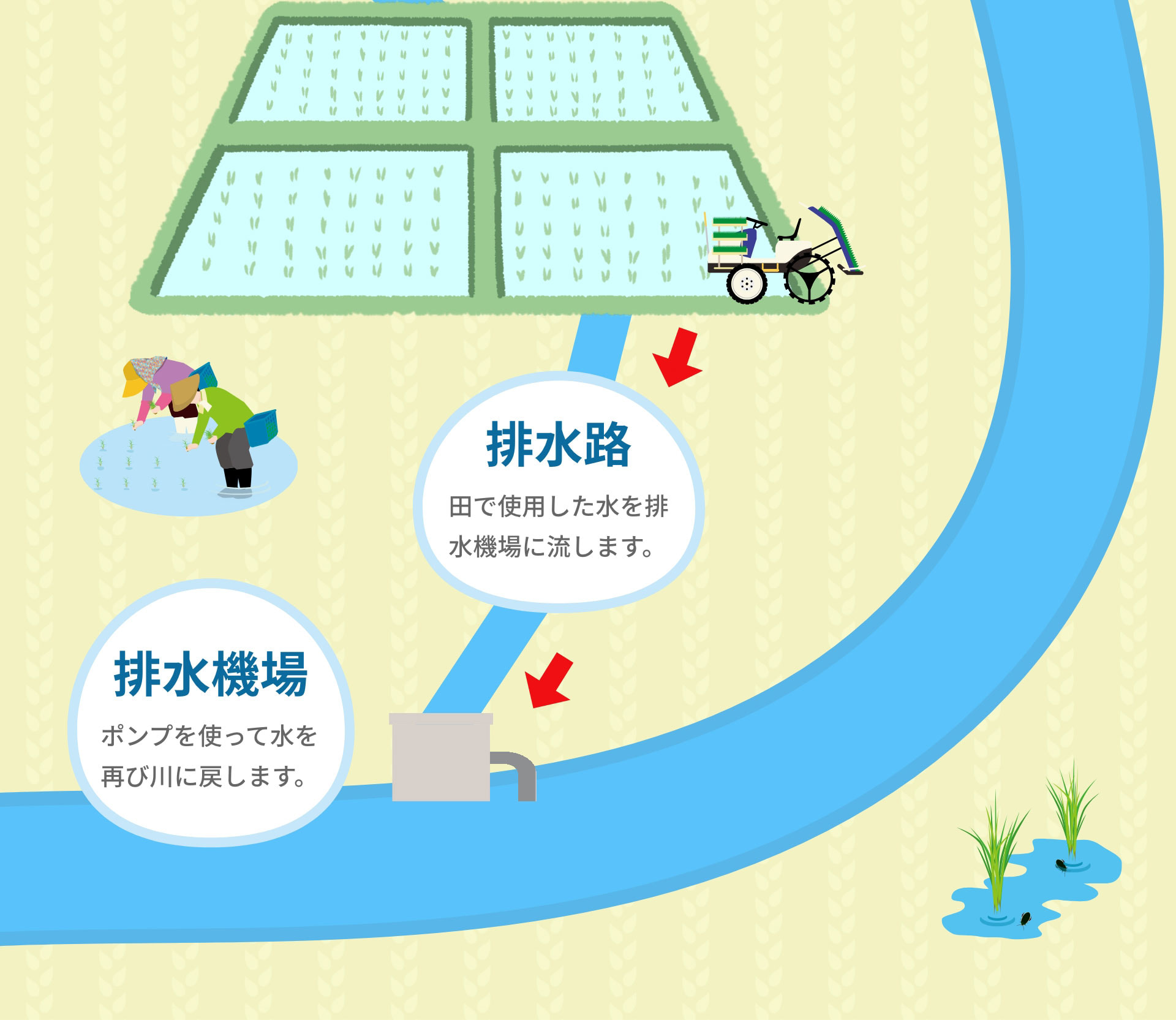 排水路：田で使用した水を排水機場に流します。　排水機場：ポンプを使って水を再び川に戻します。