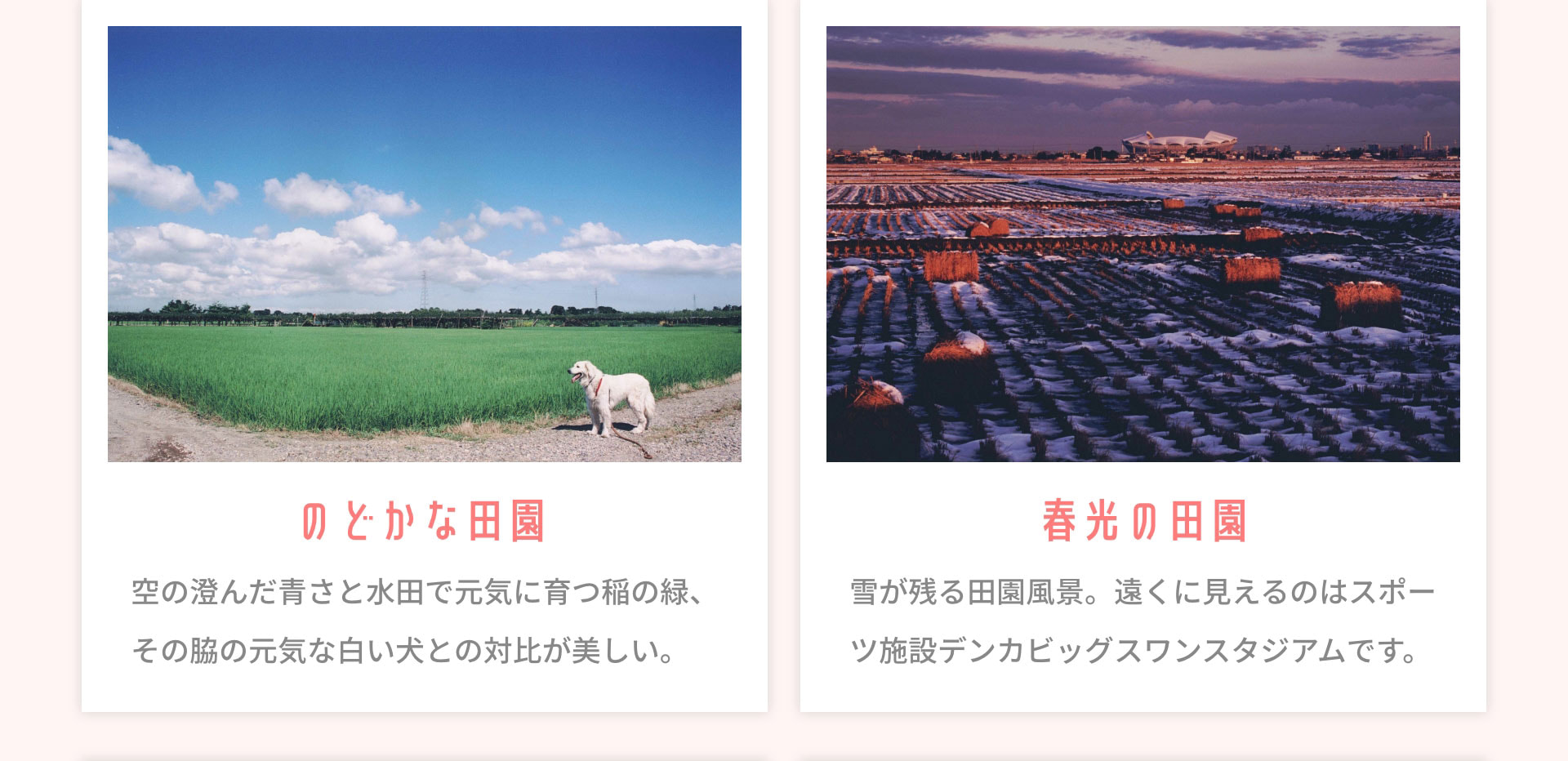のどかな田園　空の澄んだ青さと水田で元気に育つ稲の緑、その脇の元気な白い犬との対比が美しい。　春光の田園　雪が残る田園風景。遠くに見えるのはスポーツ施設デンカビッグスワンスタジアムです。