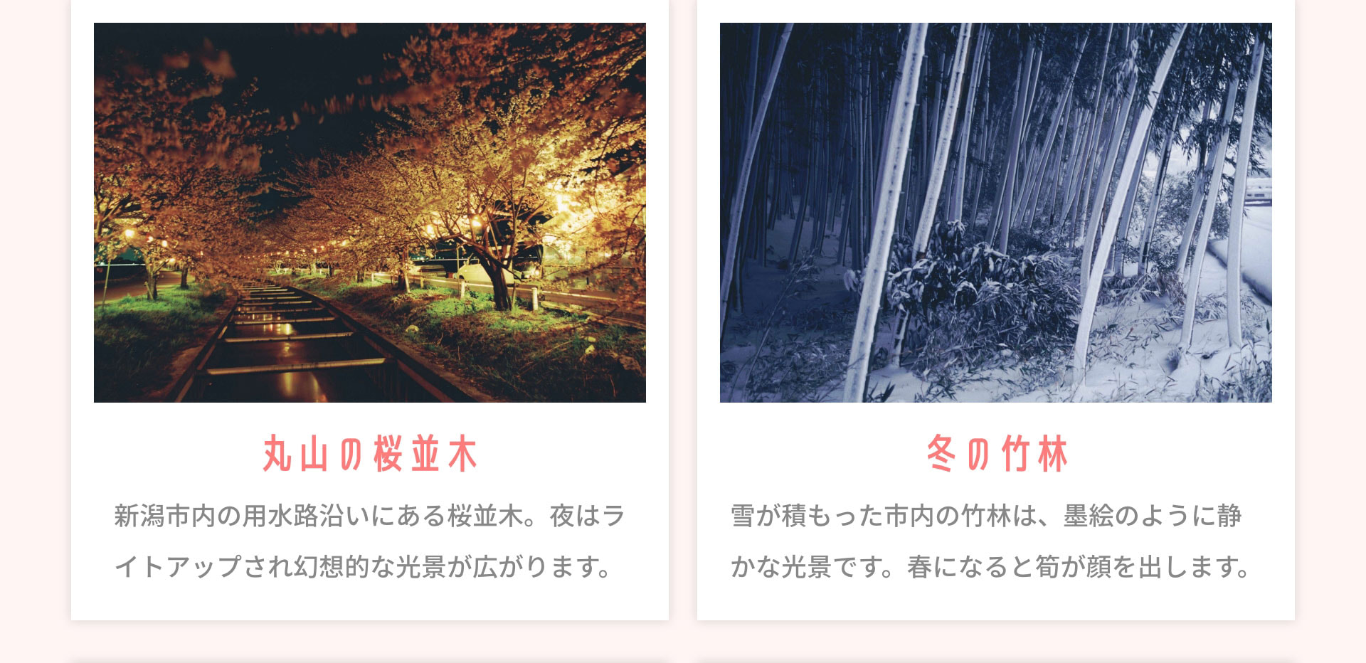 丸山の桜並木　新潟市内の用水路沿いにある桜並木。夜はライトアップされ幻想的な光景が広がります。　冬の竹林　雪が積もった市内の竹林は、墨絵のように静かな光景です。春になると筍が顔を出します。