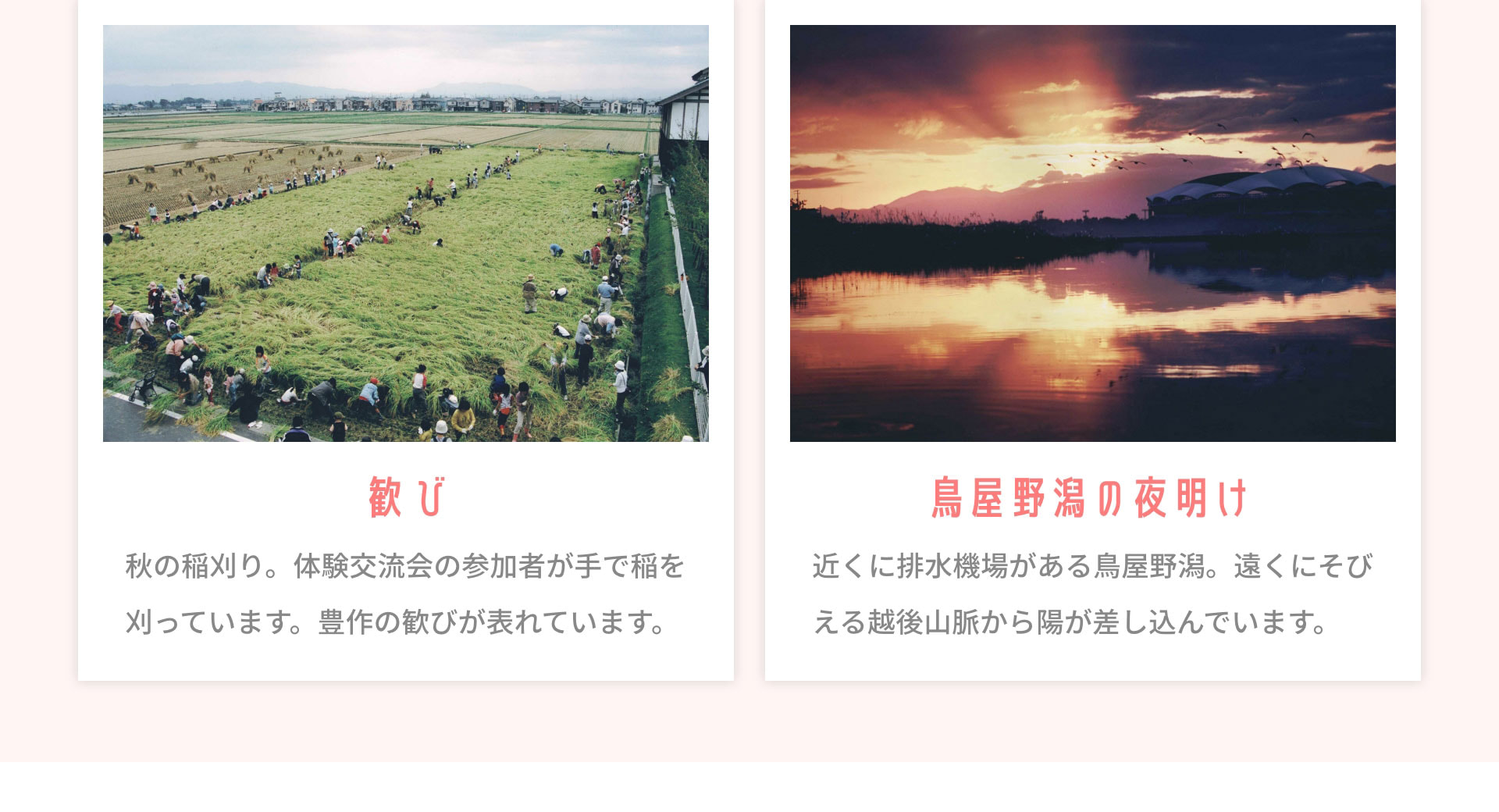 歓び　秋の稲刈り。体験交流会の参加者が手で稲を刈っています。豊作の歓びが表れています。　鳥屋野潟の夜明け　近くに排水機場がある鳥屋野潟。遠くにそびえる越後山脈から陽が差し込んでいます。