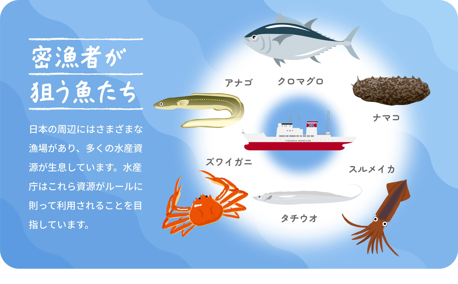 密漁者が狙う魚たち 日本の周辺にはさまざまな漁場があり、多くの水産資源が生息しています。水産庁はこれら資源がルールに則って利用されることを目指しています。