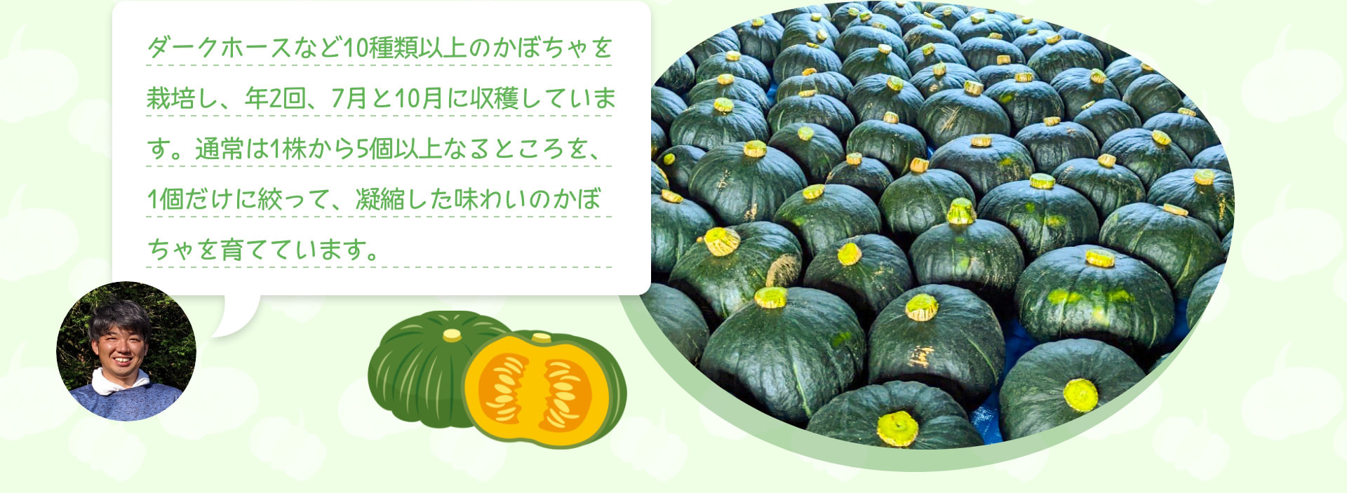 ダークホースなど10種類以上のかぼちゃを栽培し、年2回、7月と10月に収穫しています。通常は1株から5個以上なるところを、1個だけに絞って、凝縮した味わいのかぼちゃを育てています。
