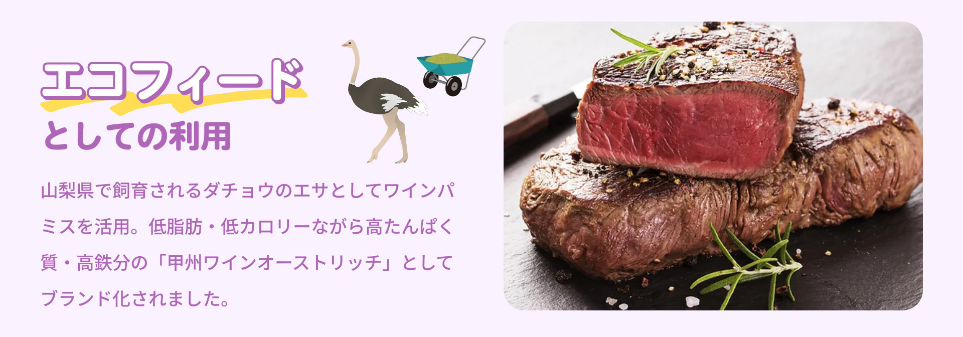 エコフィードとしての利用 山梨県で飼育されるダチョウのエサとしてワインパミスを活用。低脂肪・低カロリーながら高たんぱく質・高鉄分の「甲州ワインオーストリッチ」としてブランド化されました。