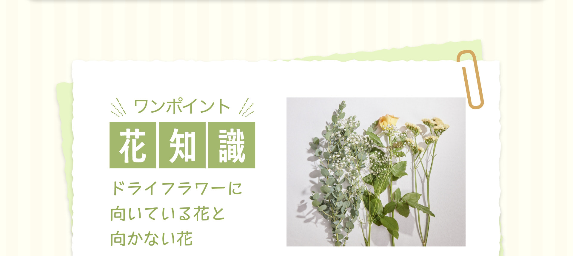 ワンポイント花知識 ドライフラワーに向いている花と向かない花