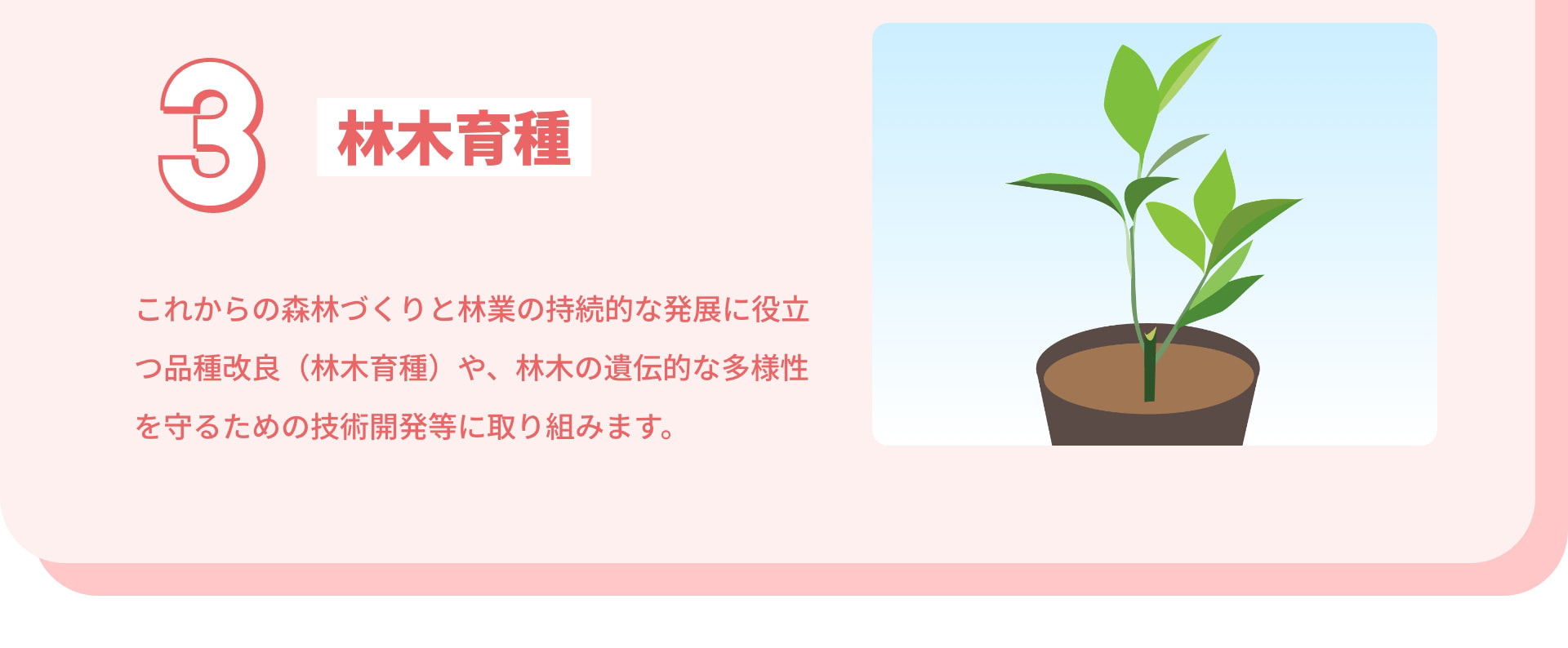 3 林木育種 これからの森林づくりと林業の持続的な発展に役立つ品種改良（林木育種）や、林木の遺伝的な多様性を守るための技術開発等に取り組みます。