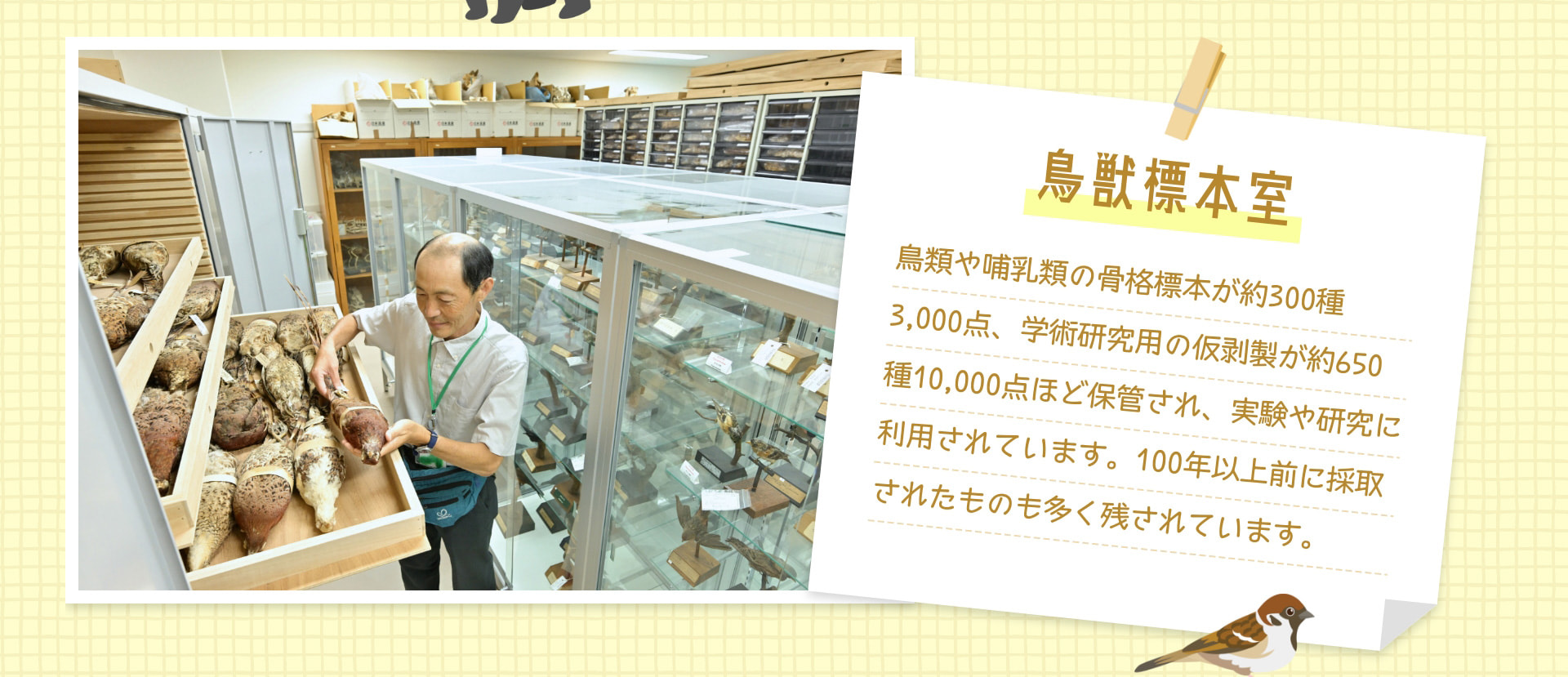 鳥獣標本室 鳥類や哺乳類の骨格標本が約300種3,000点、学術研究用の仮剥製が約650種10,000点ほど保管され、実験や研究に利用されています。100年以上前に採取されたものも多く残されています。