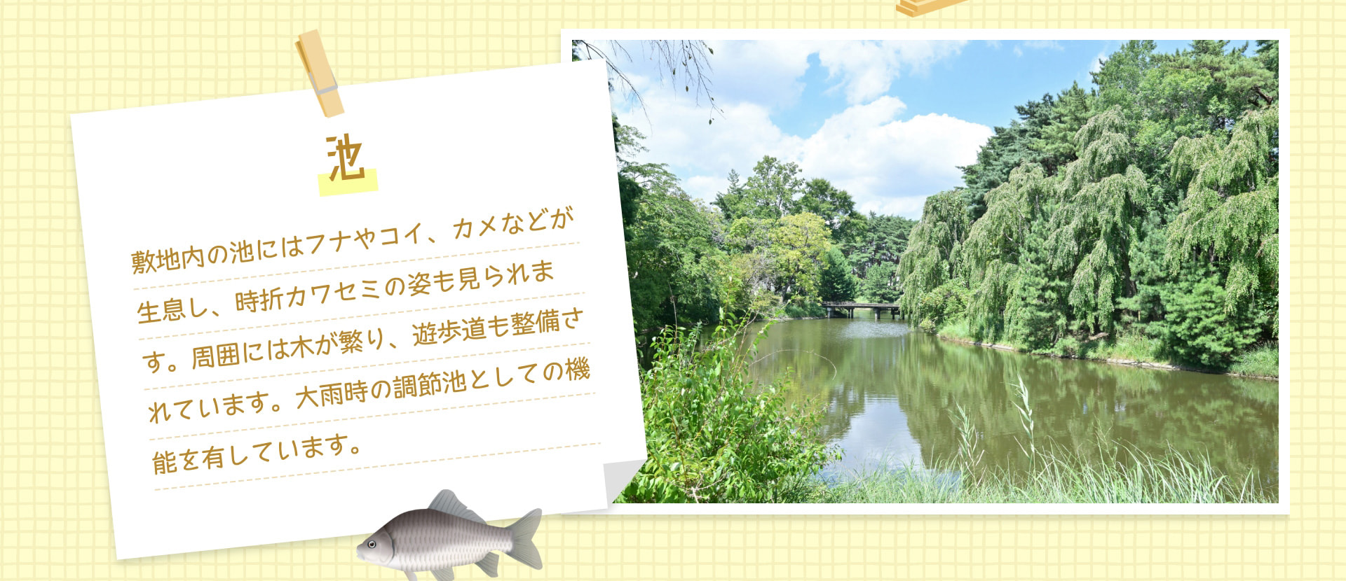 池 敷地内の池にはフナやコイ、カメなどが生息し、時折カワセミの姿も見られます。周囲には木が繁り、遊歩道も整備されています。大雨時の調節池としての機能を有しています。