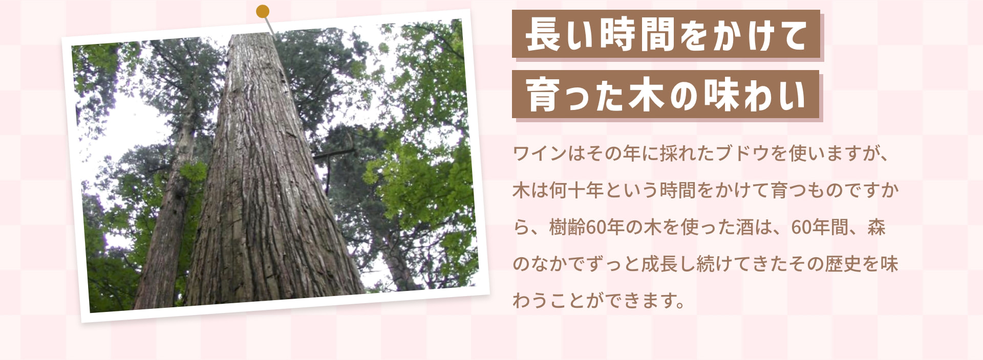 長い時間をかけて 育った木の味わい ワインはその年に採れたブドウを使いますが、木は何十年という時間をかけて育つものですから、樹齢60年の木を使った酒は、60年間、森のなかでずっと成長し続けてきたその歴史を味わうことができます。