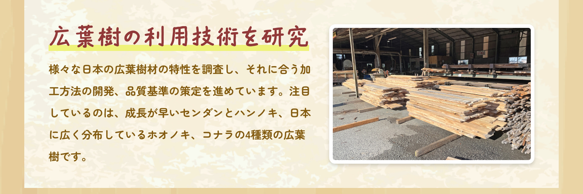 広葉樹の利用技術を研究 様々な日本の広葉樹材の特性を調査し、それに合う加工方法の開発、品質基準の策定を進めています。注目しているのは、成長が早いセンダンとハンノキ、日本に広く分布しているホオノキ、コナラの4種類の広葉樹です。