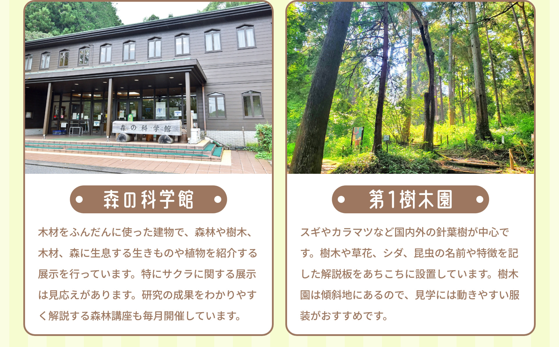 森の科学館 木材をふんだんに使った建物で、森林や樹木、木材、森に生息する生きものや植物を紹介する展示を行っています。特にサクラに関する展示は見応えがあります。研究の成果をわかりやすく解説する森林講座も毎月開催しています。 第1樹木園 スギやカラマツなど国内外の針葉樹が中心です。樹木や草花、シダ、昆虫の名前や特徴を記した解説板をあちこちに設置しています。樹木園は傾斜地にあるので、見学には動きやすい服装がおすすめです。
