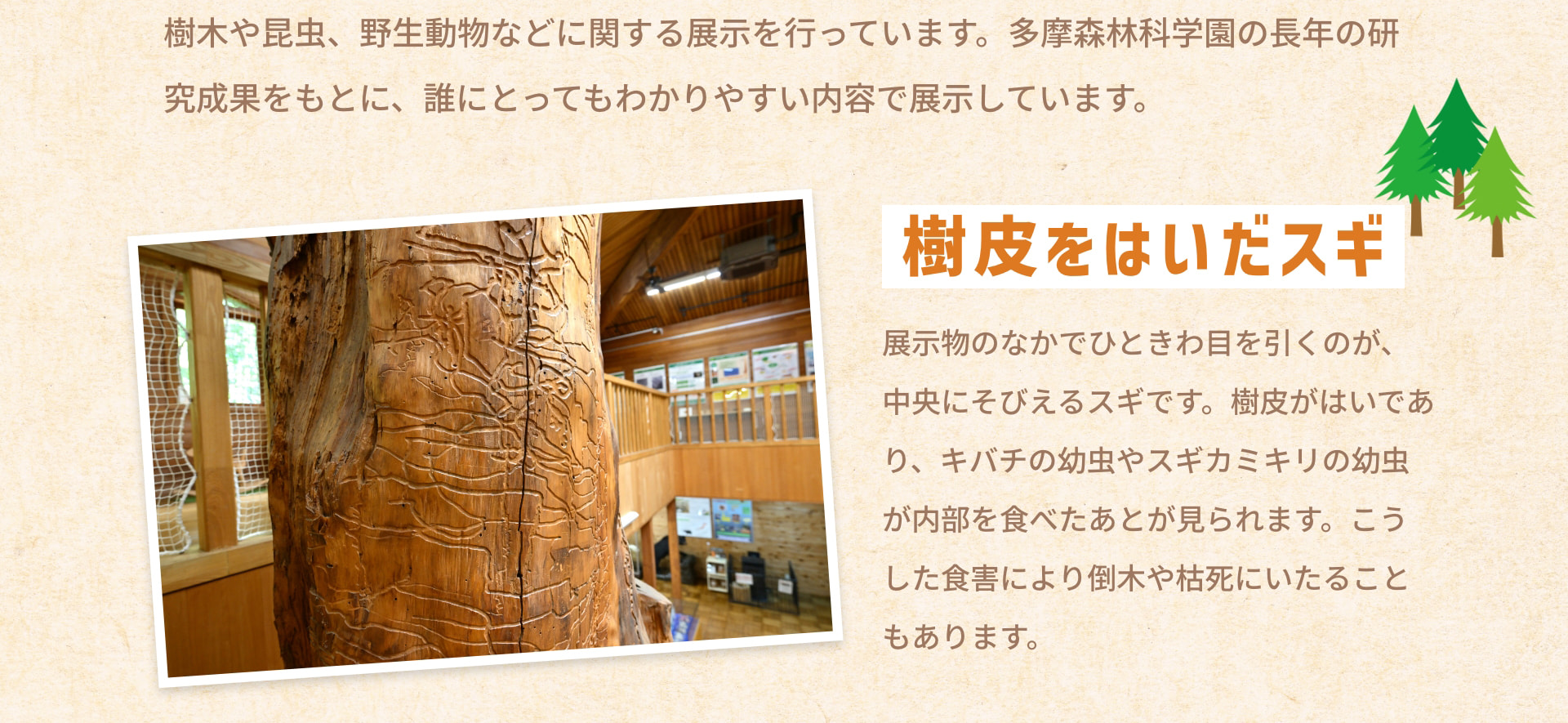 樹木や昆虫、野生動物などに関する展示を行っています。多摩森林科学園の長年の研究成果をもとに、誰にとってもわかりやすい内容で展示しています。 樹皮をはいだスギ 展示物のなかでひときわ目を引くのが、中央にそびえるスギです。樹皮がはいであり、キバチの幼虫やスギカミキリの幼虫が内部を食べたあとが見られます。こうした食害により倒木や枯死にいたることもあります。