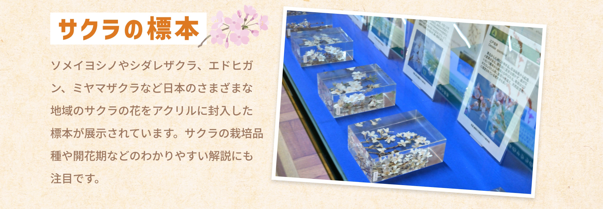 サクラの標本 ソメイヨシノやシダレザクラ、エドヒガン、ミヤマザクラなど日本のさまざまな地域のサクラの花をアクリルに封入した標本が展示されています。サクラの栽培品種や開花期などのわかりやすい解説にも注目です。