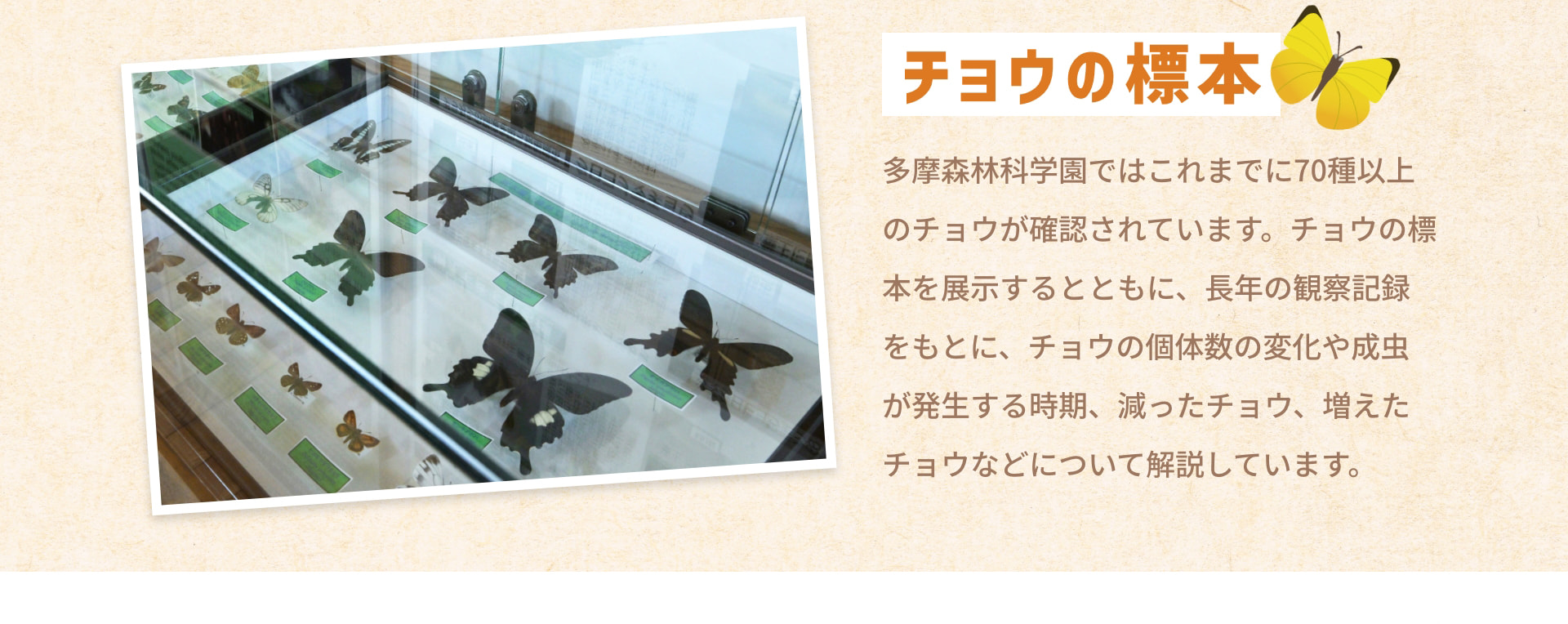 チョウの標本 多摩森林科学園ではこれまでに70種以上のチョウが確認されています。チョウの標本を展示するとともに、長年の観察記録をもとに、チョウの個体数の変化や成虫が発生する時期、減ったチョウ、増えたチョウなどについて解説しています。