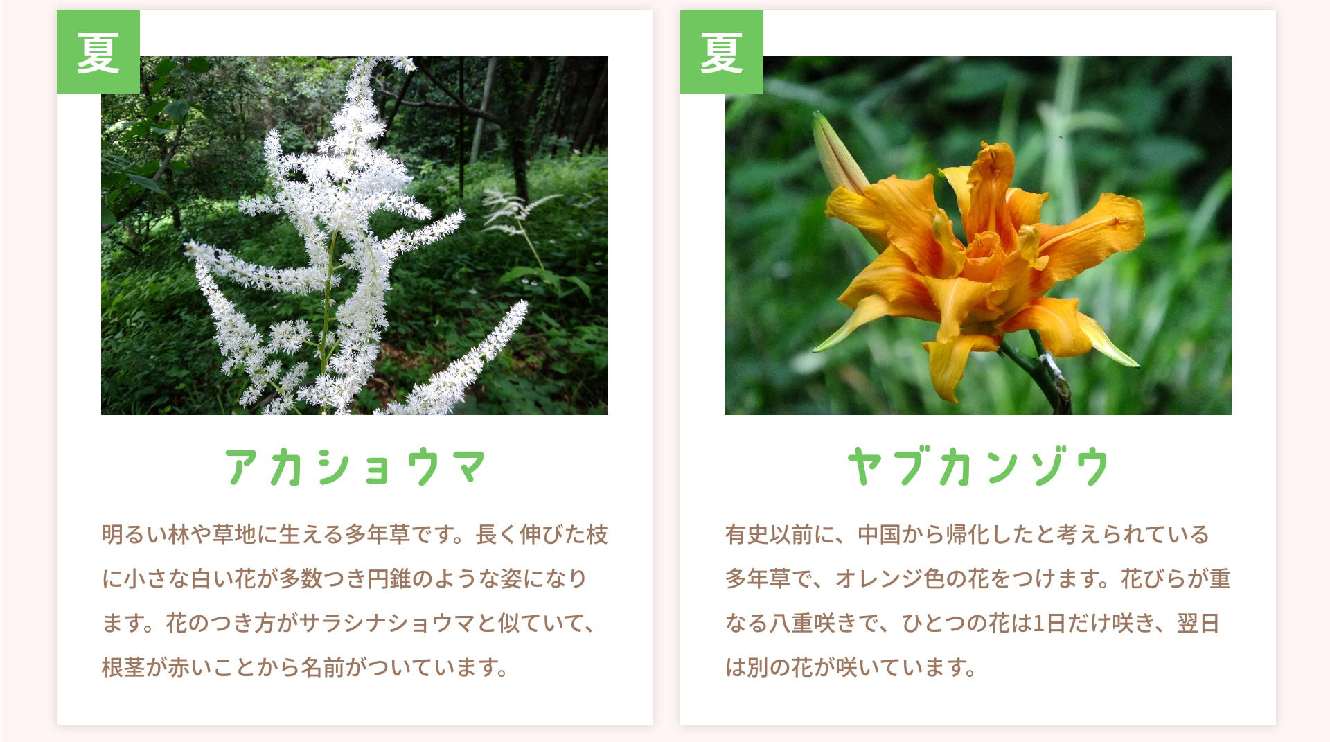 夏 アカショウマ 明るい林や草地に生える多年草です。長く伸びた枝に小さな白い花が多数つき円錐のような姿になります。花のつき方がサラシナショウマと似ていて、根茎が赤いことから名前がついています。 夏 ヤブカンゾウ 有史以前に、中国から帰化したと考えられている多年草で、オレンジ色の花をつけます。花びらが重なる八重咲きで、ひとつの花は1日だけ咲き、翌日は別の花が咲いています。