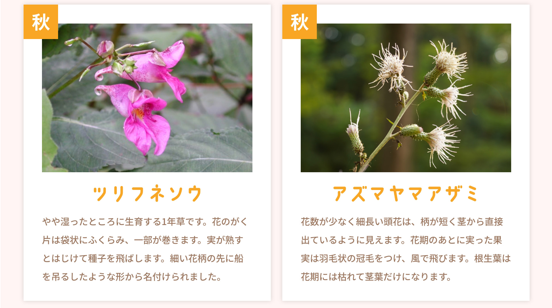 秋 ツリフネソウ やや湿ったところに生育する1年草です。花のがく片は袋状にふくらみ、一部が巻きます。実が熟すとはじけて種子を飛ばします。細い花柄の先に船を吊るしたような形から名付けられました。 秋 アズマヤマアザミ 花数が少なく細長い頭花は、柄が短く茎から直接出ているように見えます。花期のあとに実った果実は羽毛状の冠毛をつけ、風で飛びます。根生葉は花期には枯れて茎葉だけになります。