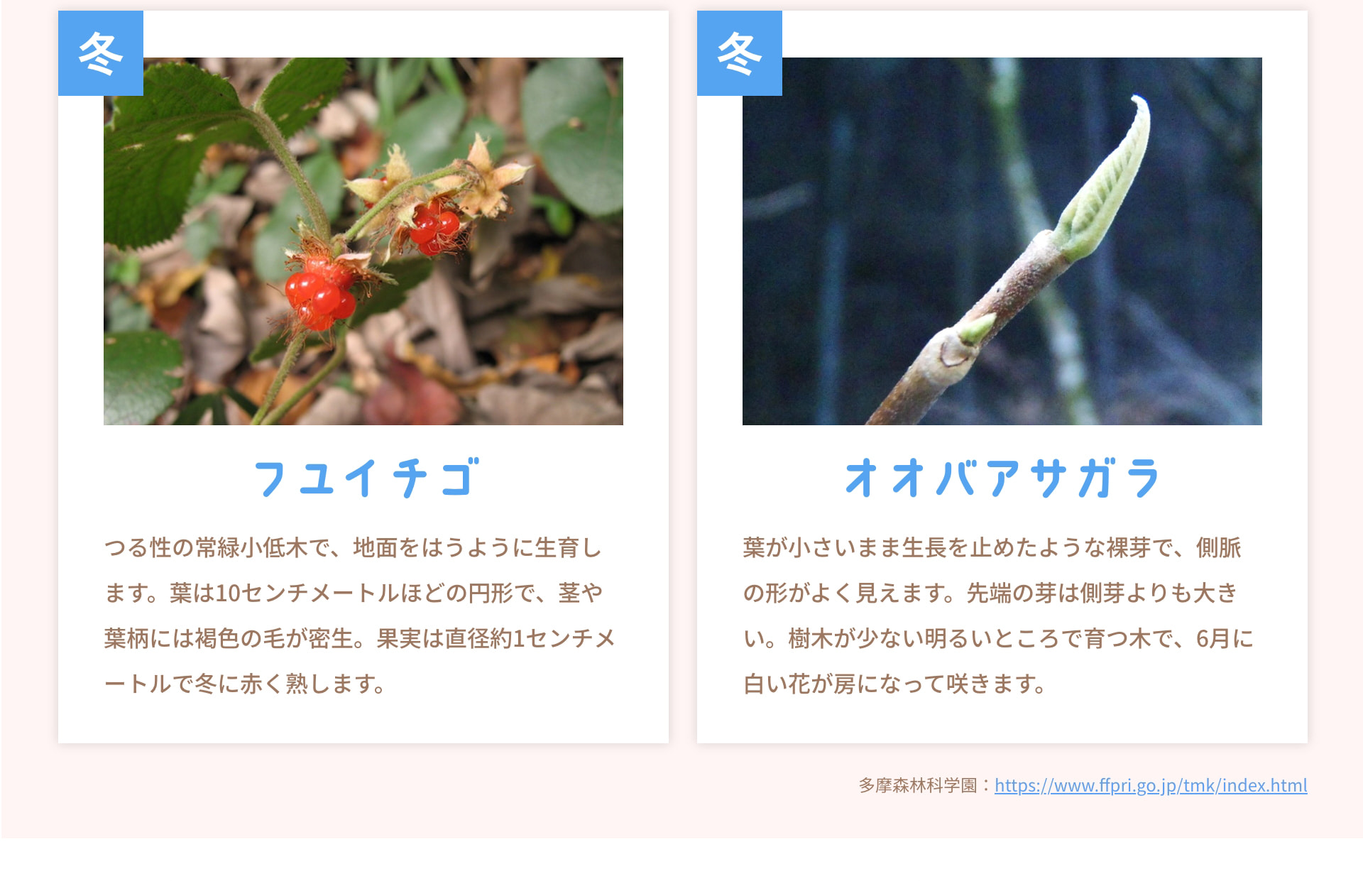 冬 フユイチゴ つる性の常緑小低木で、地面をはうように生育します。葉は10センチメートルほどの円形で、茎や葉柄には褐色の毛が密生。果実は直径約1センチメートルで冬に赤く熟します。 冬 オオバアサガラ 葉が小さいまま生長を止めたような裸芽で、側脈の形がよく見えます。先端の芽は側芽よりも大きい。樹木が少ない明るいところで育つ木で、6月に白い花が房になって咲きます。 多摩森林科学園 : https://www.ffpri.go.jp/tmk/index.html