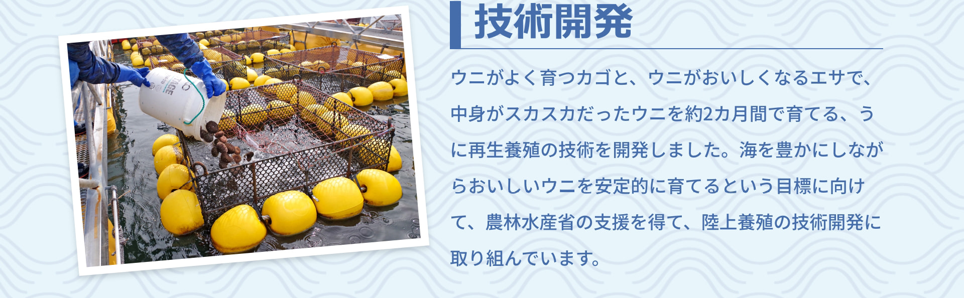 技術開発 ウニがよく育つカゴと、ウニがおいしくなるエサで、中身がスカスカだったウニを約2カ月間で育てる、うに再生養殖の技術を開発しました。海を豊かにしながらおいしいウニを安定的に育てるという目標に向けて、農林水産省の支援を得て、陸上養殖の技術開発に取り組んでいます。