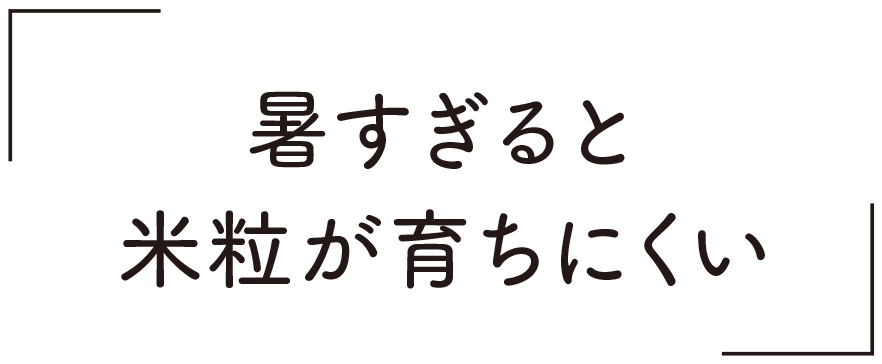 暑すぎると米粒が育ちにくい