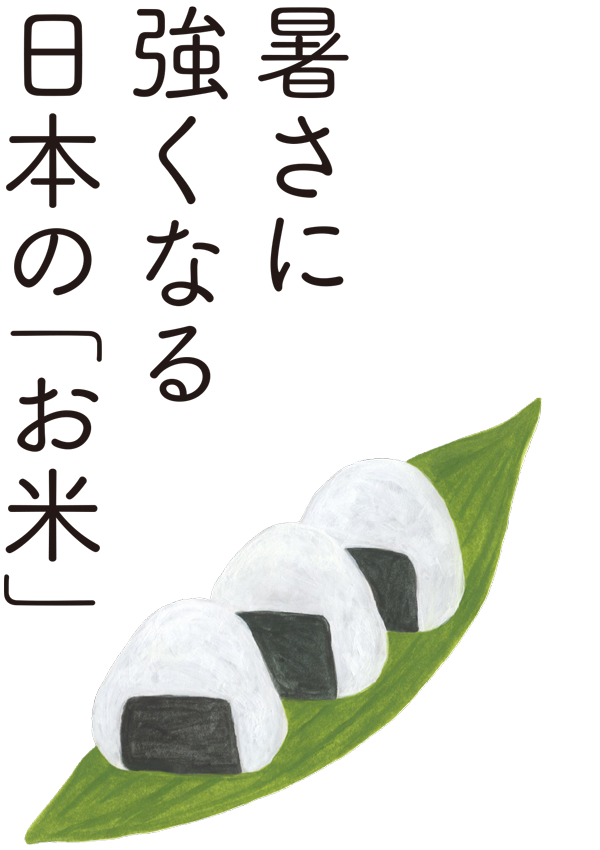 暑さに強くなる日本の「お米」