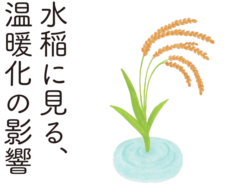 水稲に見る、温暖化の影響