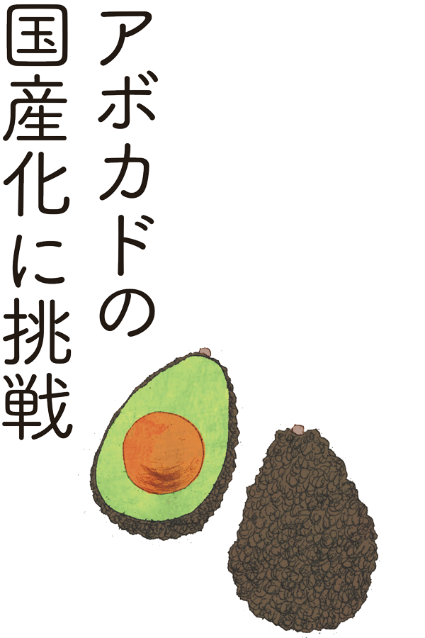 アボカドの国産化に挑戦