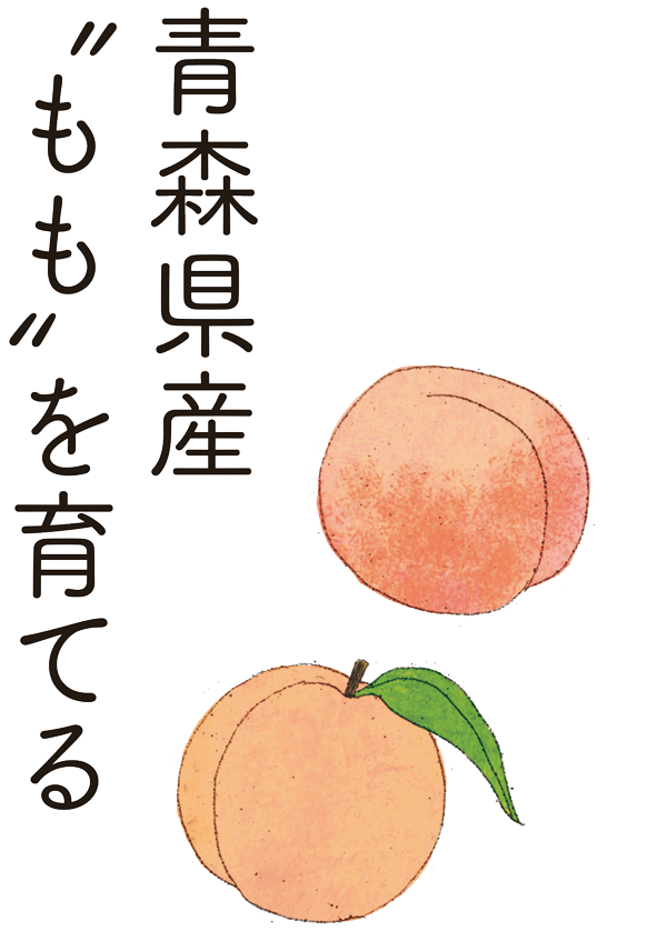 青森県産ももを育てる