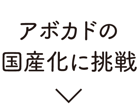 アボカドの国産化に挑戦