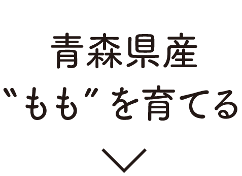 青森県産ももを育てる