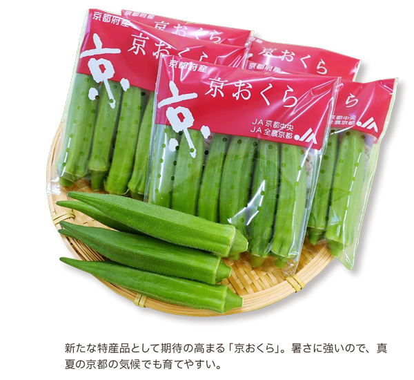 新たな特産品として期待の高まる「京おくら」。暑さに強いので、真夏の京都の気候でも育てやすい。