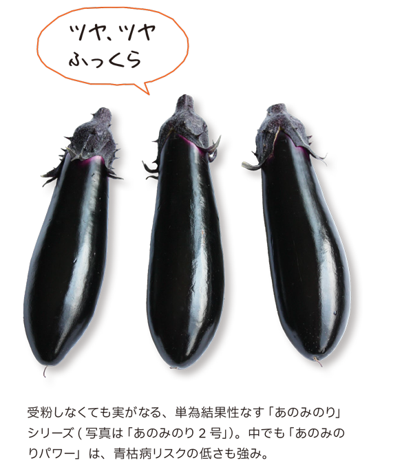 受粉しなくても実がなる、単為結果性なす「あのみのり」シリーズ（写真は「あのみのり 2 号」）。中でも「あのみのりパワー」は、青枯病リスクの低さも強み。
