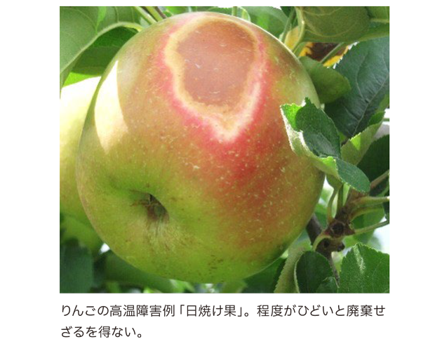 りんごの高温障害例「日焼け果」。程度がひどいと廃棄せざるを得ない。