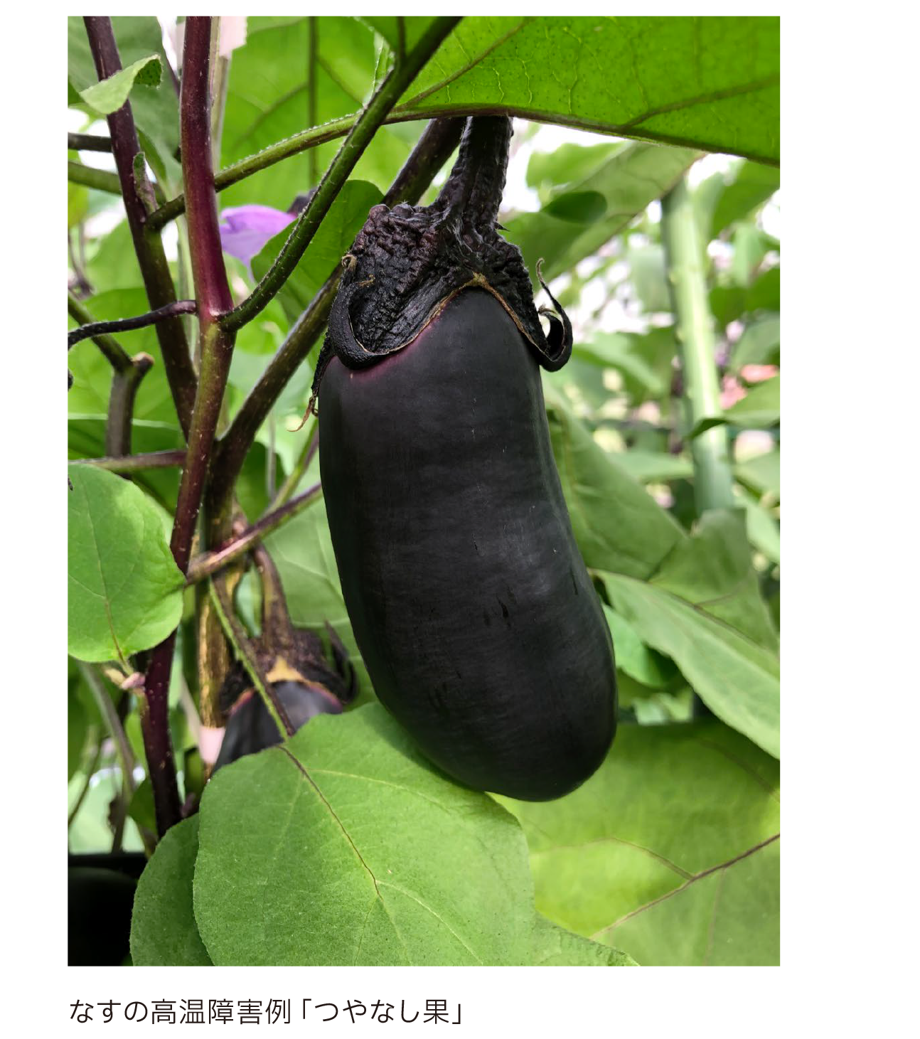なすの高温障害例「つやなし果」