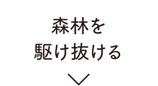 森林を駆け抜ける