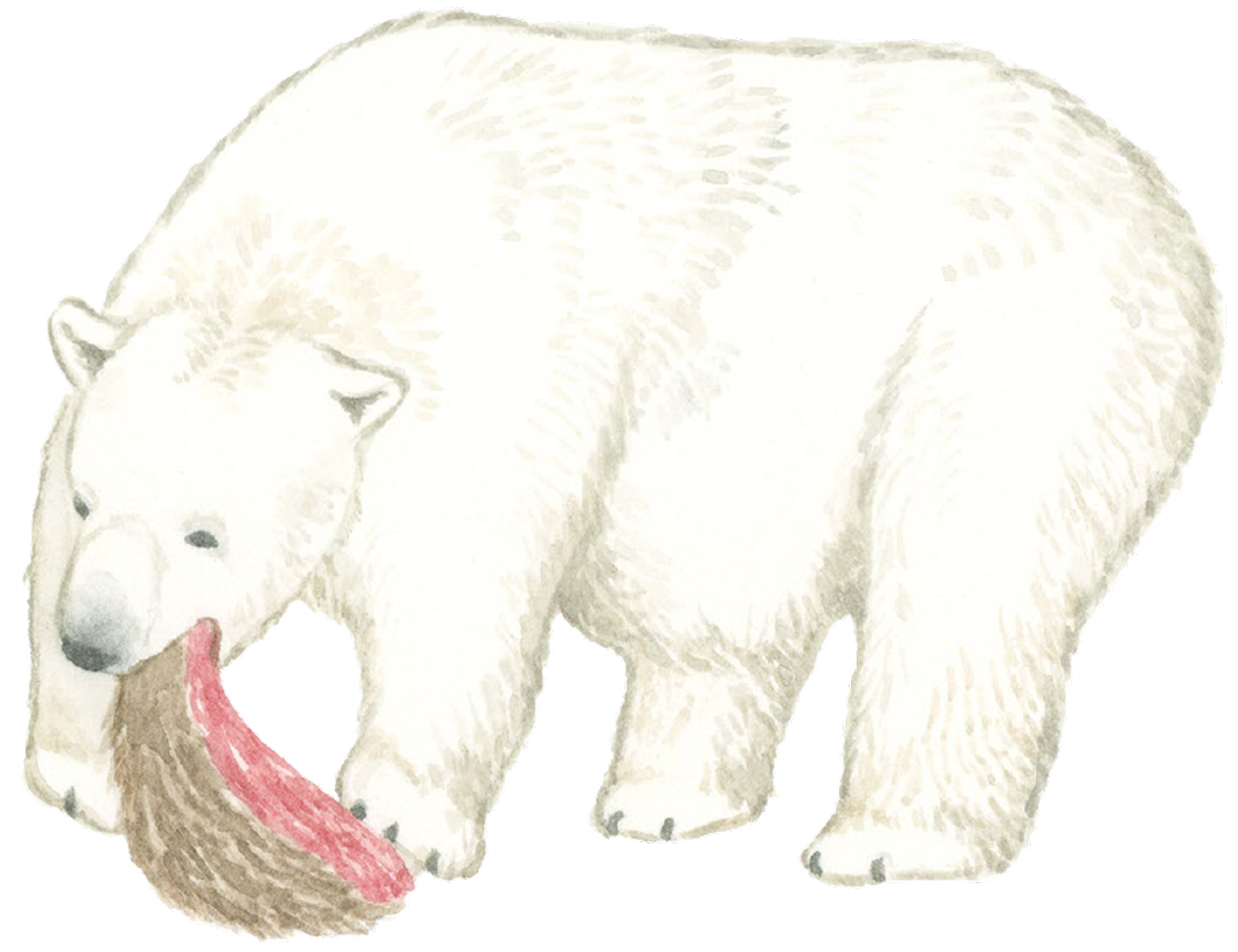 ホッキョクグマのイラスト
